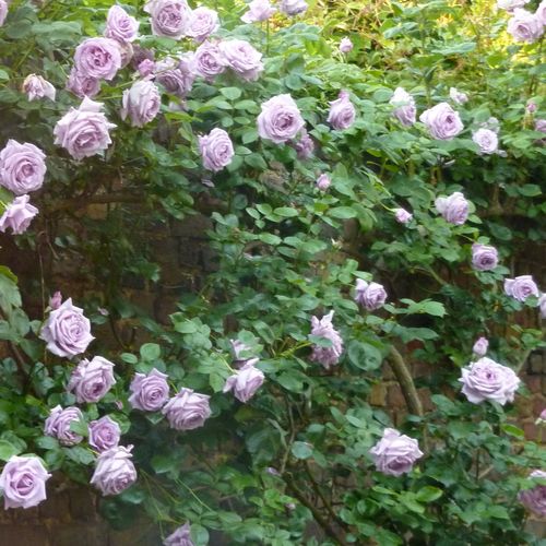 Púrpura - Árbol de Rosas Híbrido de Té - rosal de pie alto- froma de corona llorona